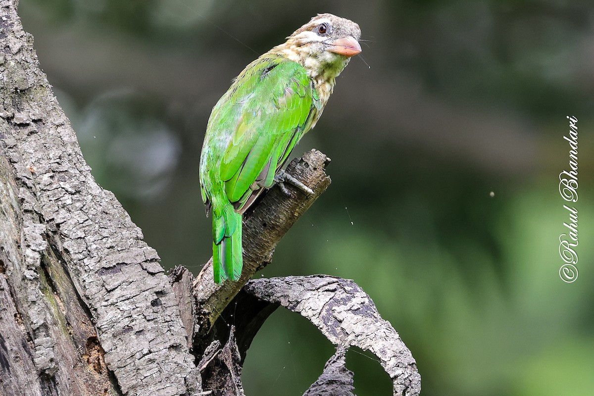 White-cheeked Barbet - ML642002970