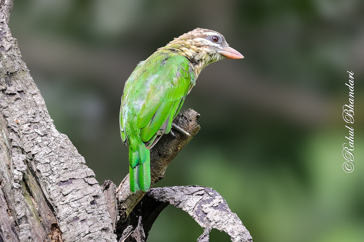 White-cheeked Barbet - ML642002971
