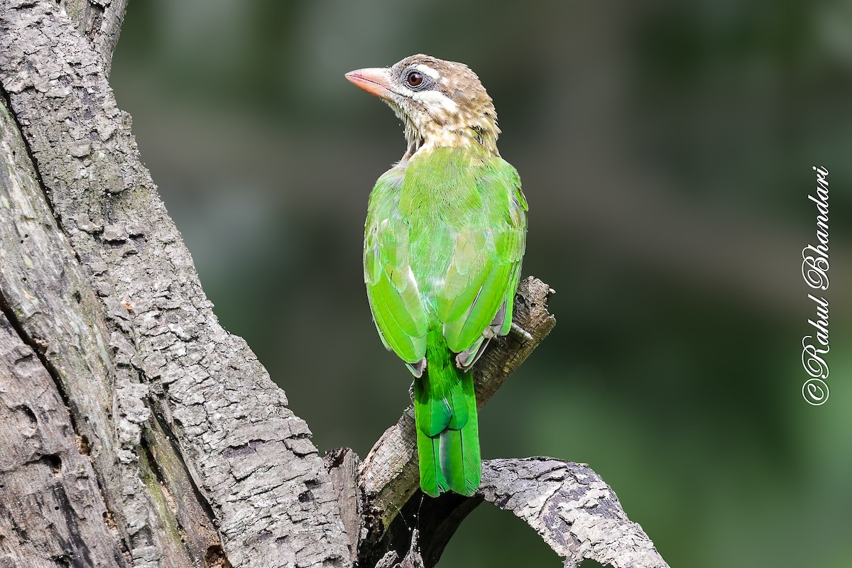 White-cheeked Barbet - ML642002972
