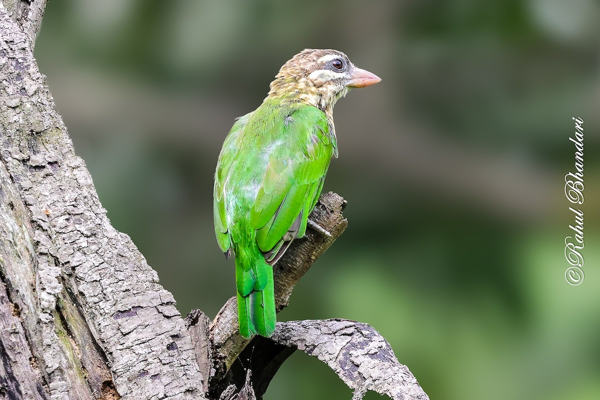 White-cheeked Barbet - ML642002973