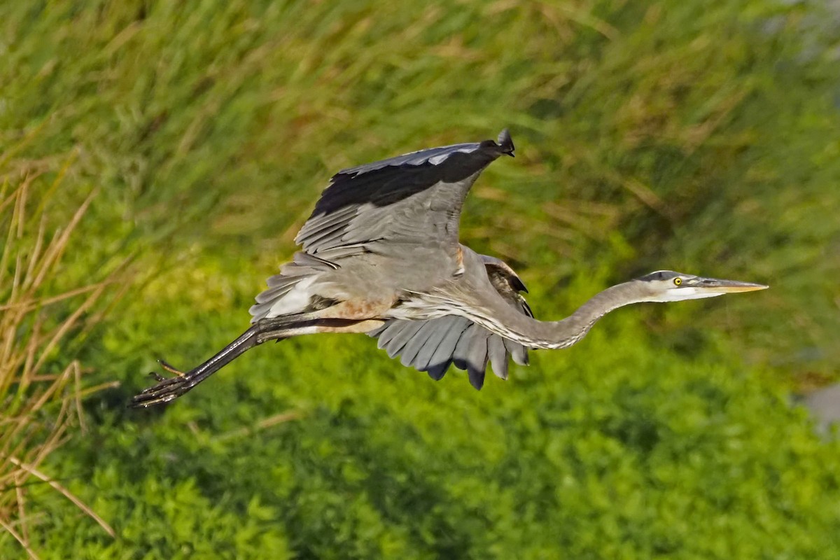 Great Blue Heron - ML642002975