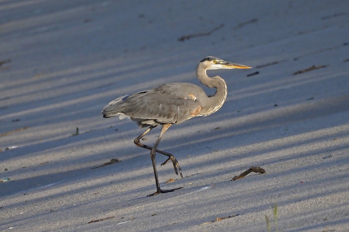 Great Blue Heron - ML642002977