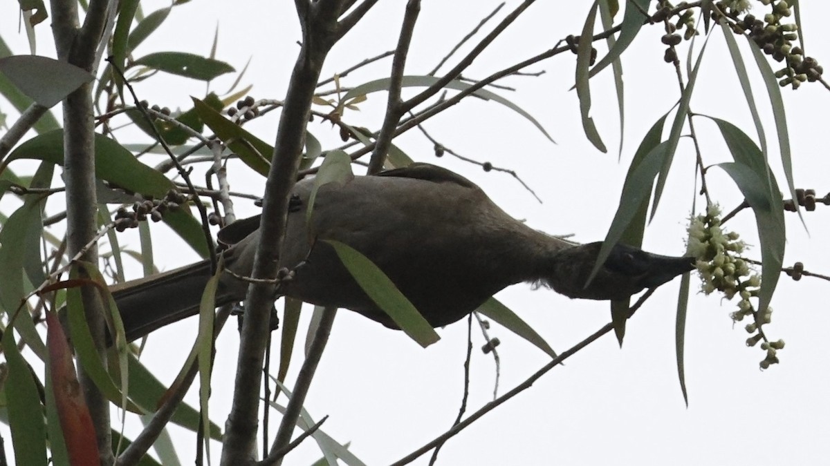 Helmeted Friarbird - ML642002981