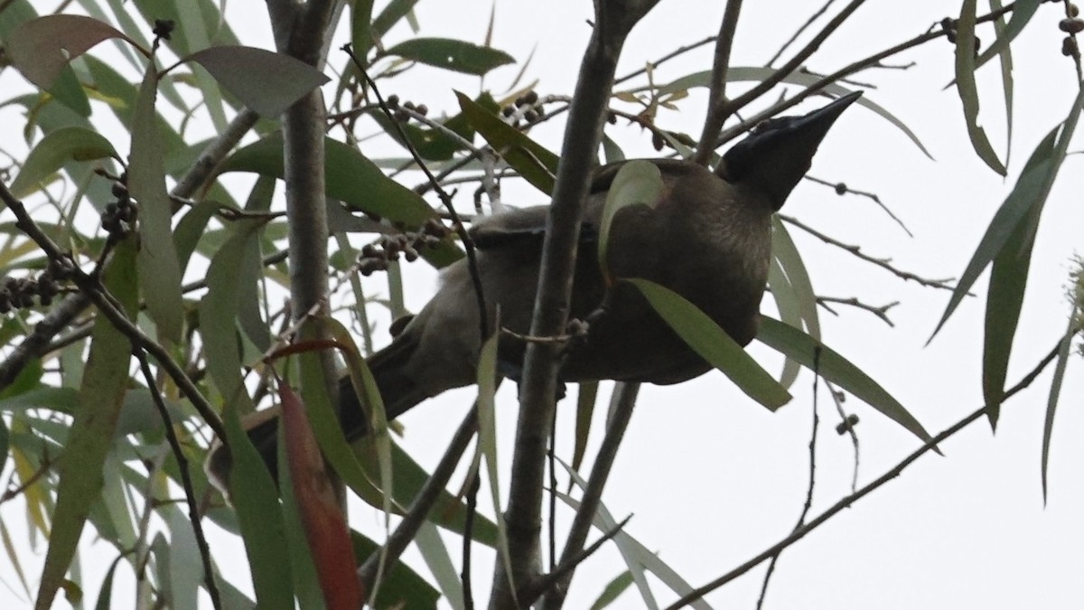 Helmeted Friarbird - ML642002987