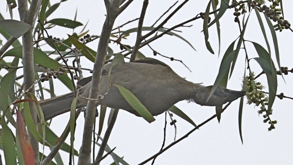 Helmeted Friarbird - ML642002988