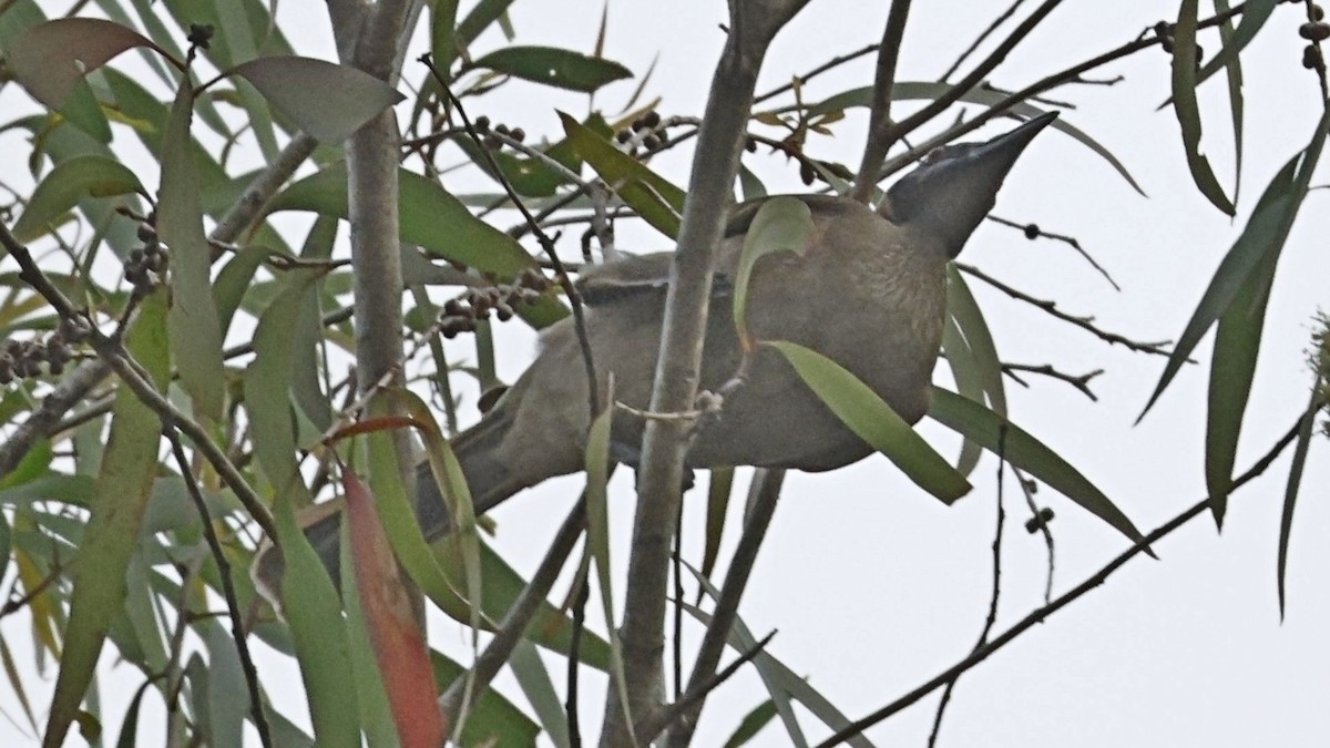Helmeted Friarbird - ML642002990