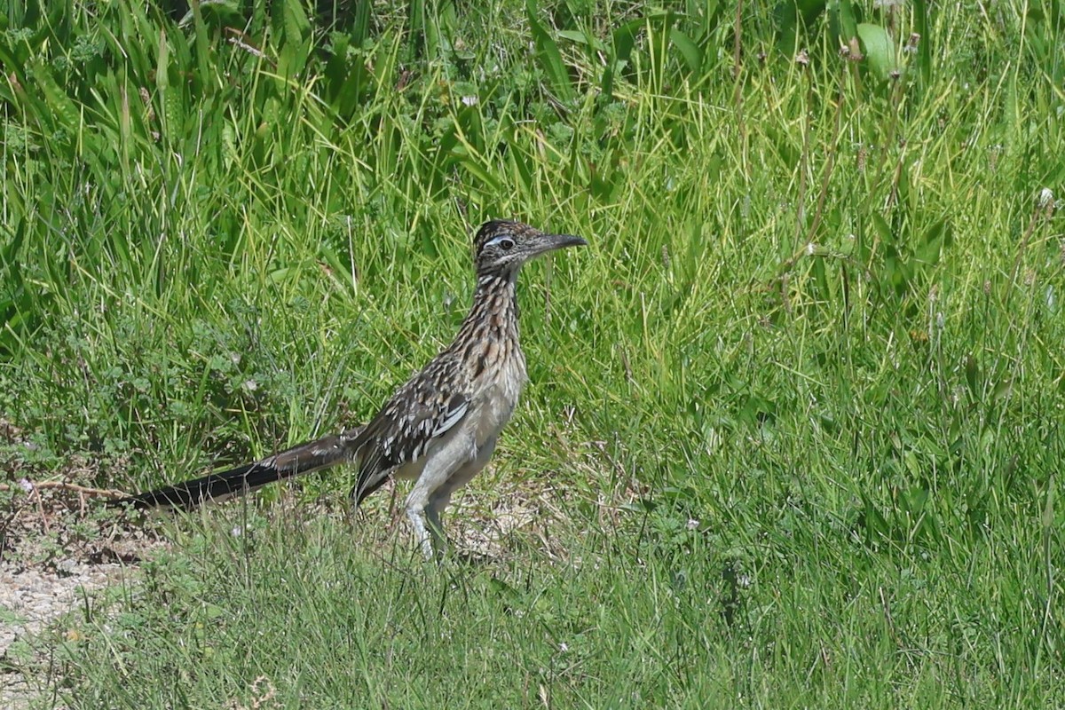 Greater Roadrunner - ML642002992
