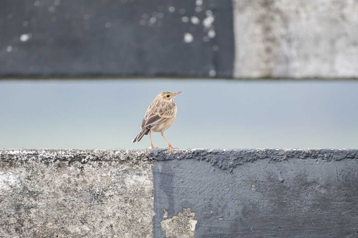 Paddyfield Pipit - ML642002995