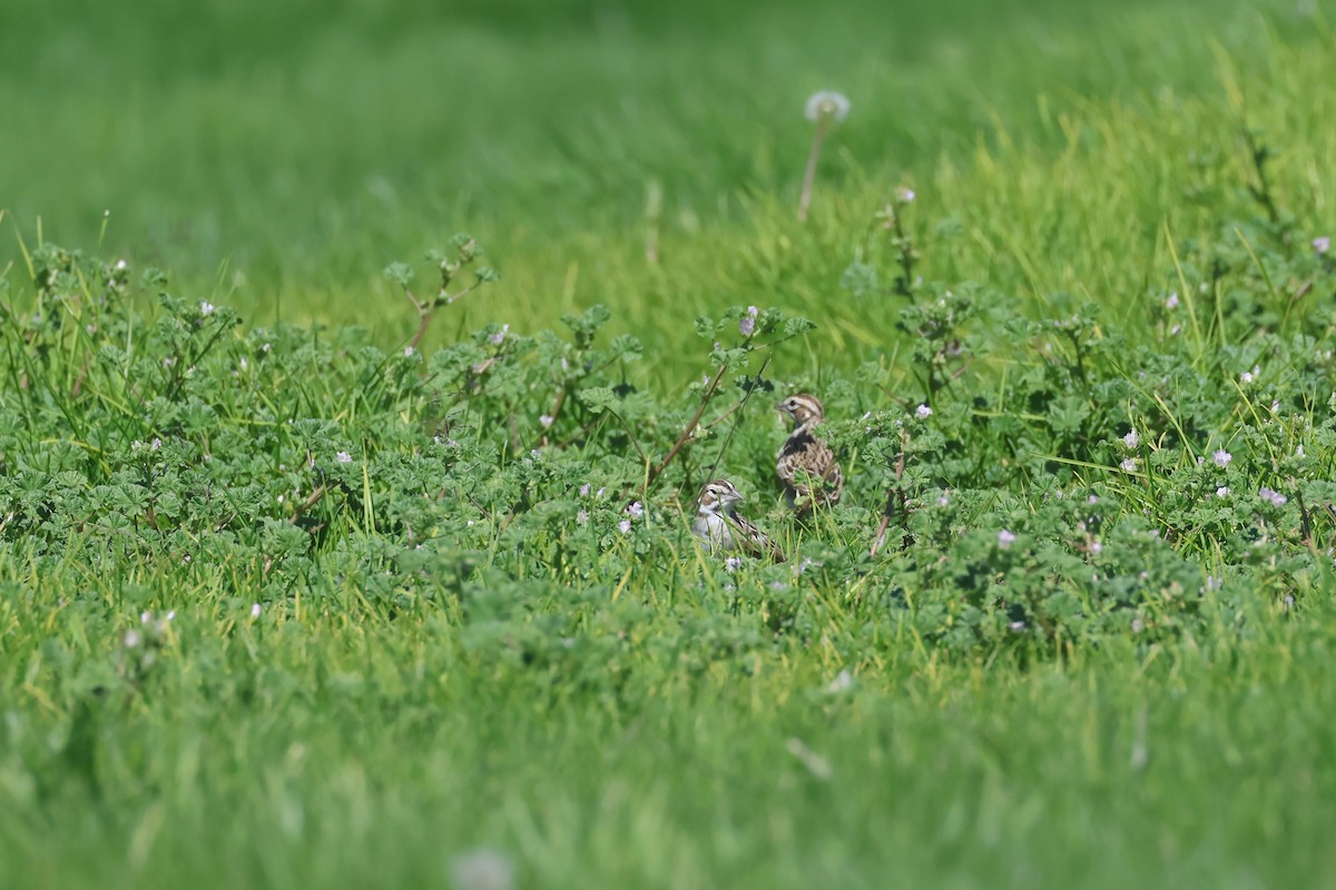 Lark Sparrow - ML642002998