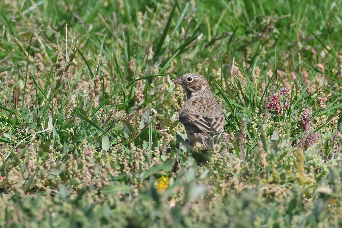 Vesper Sparrow - ML642002999