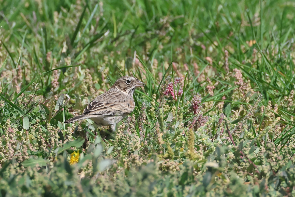 Vesper Sparrow - ML642003000