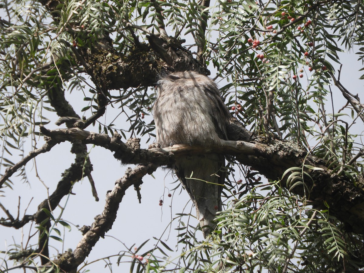 Tawny Frogmouth - ML642003001