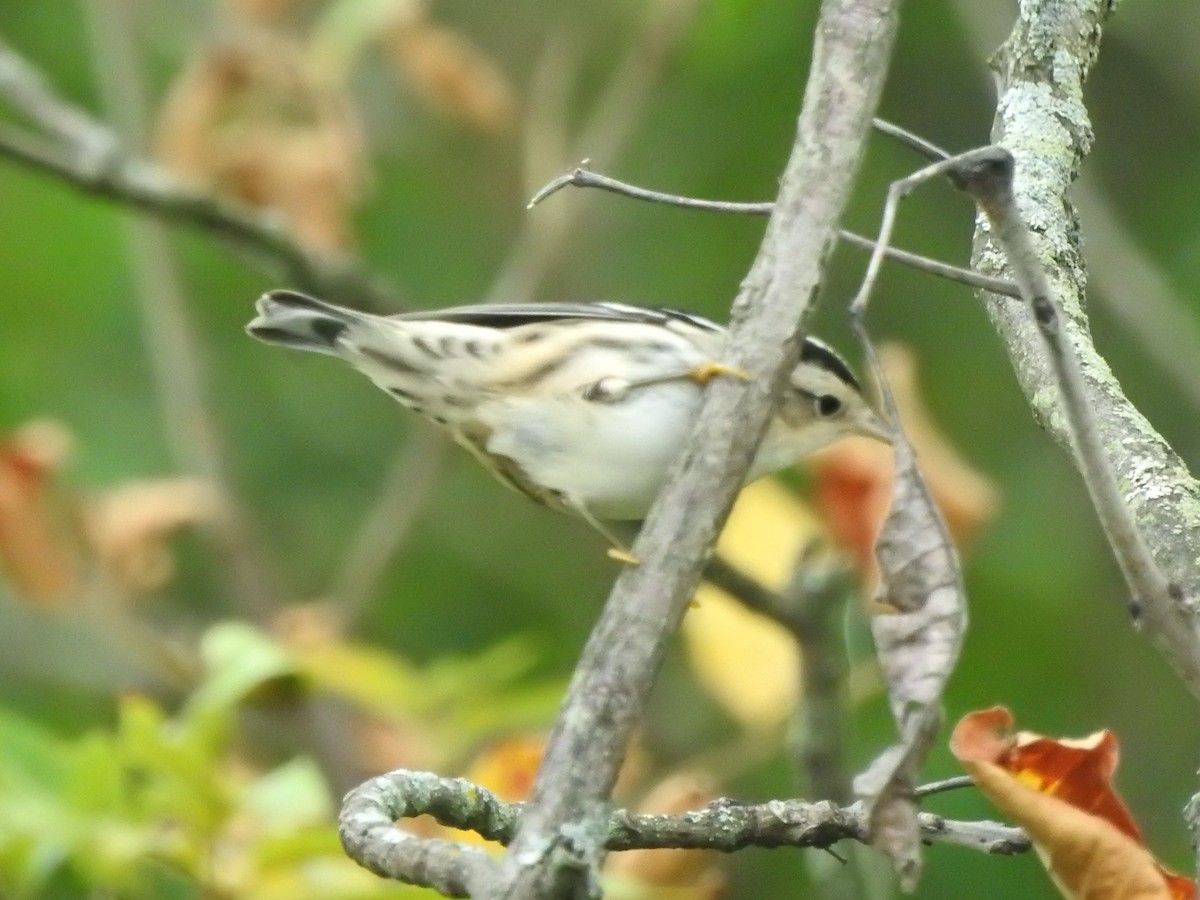 Black-and-white Warbler - ML642003002