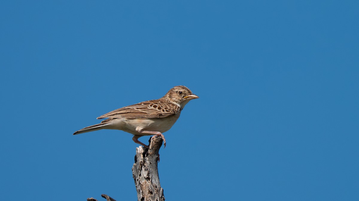 Friedmann's Lark - ML642003006