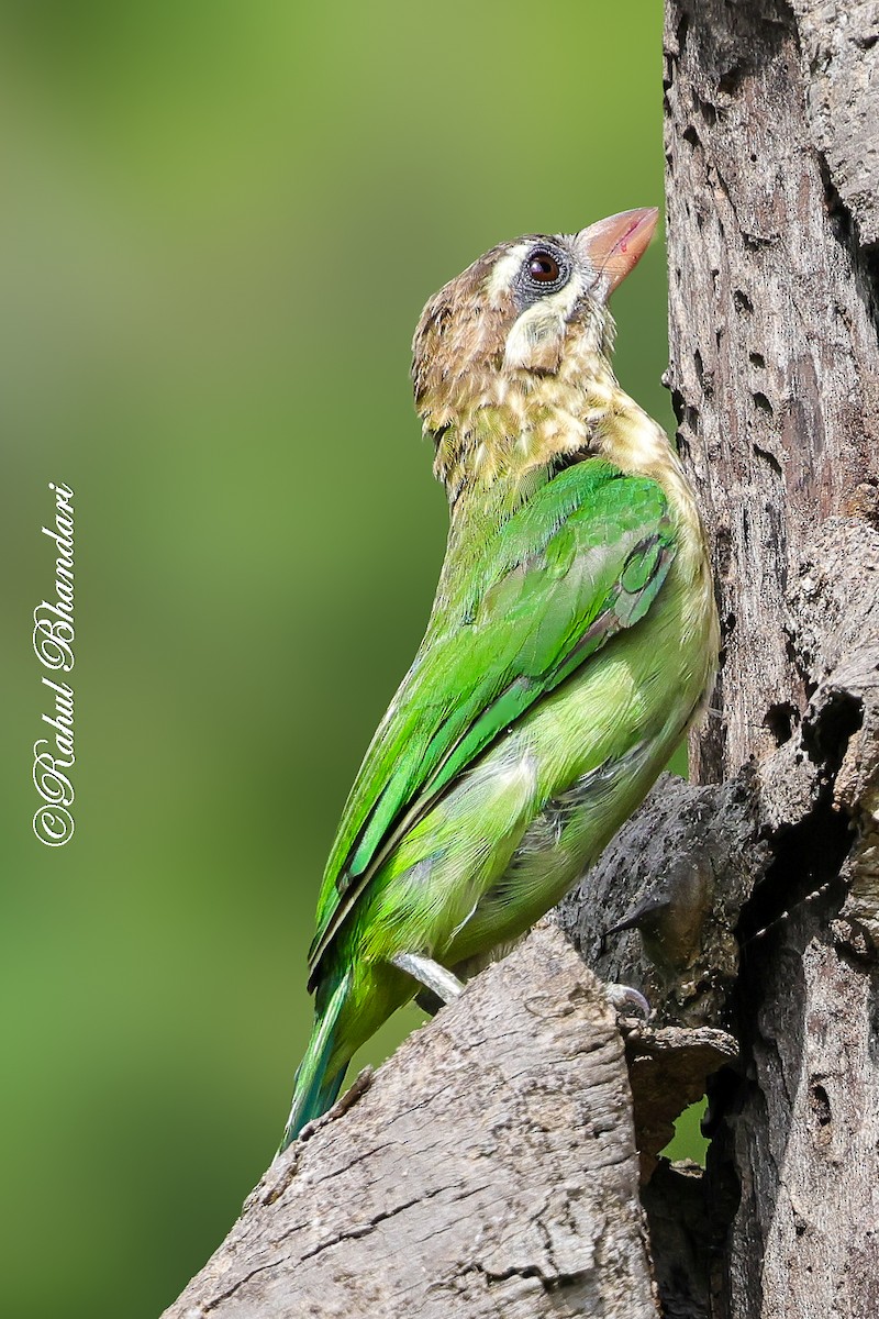 White-cheeked Barbet - ML642003007