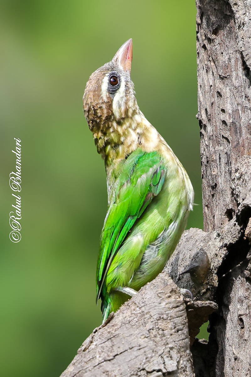 White-cheeked Barbet - ML642003008