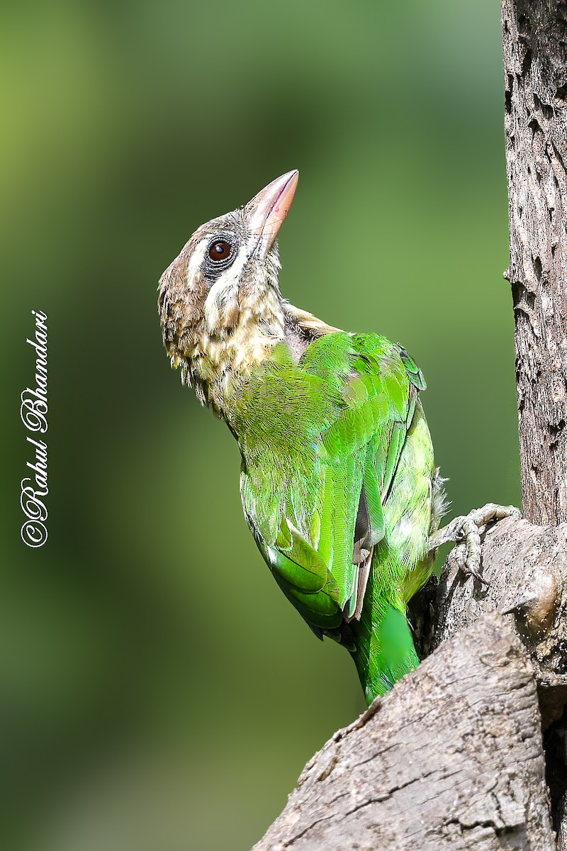 White-cheeked Barbet - ML642003009