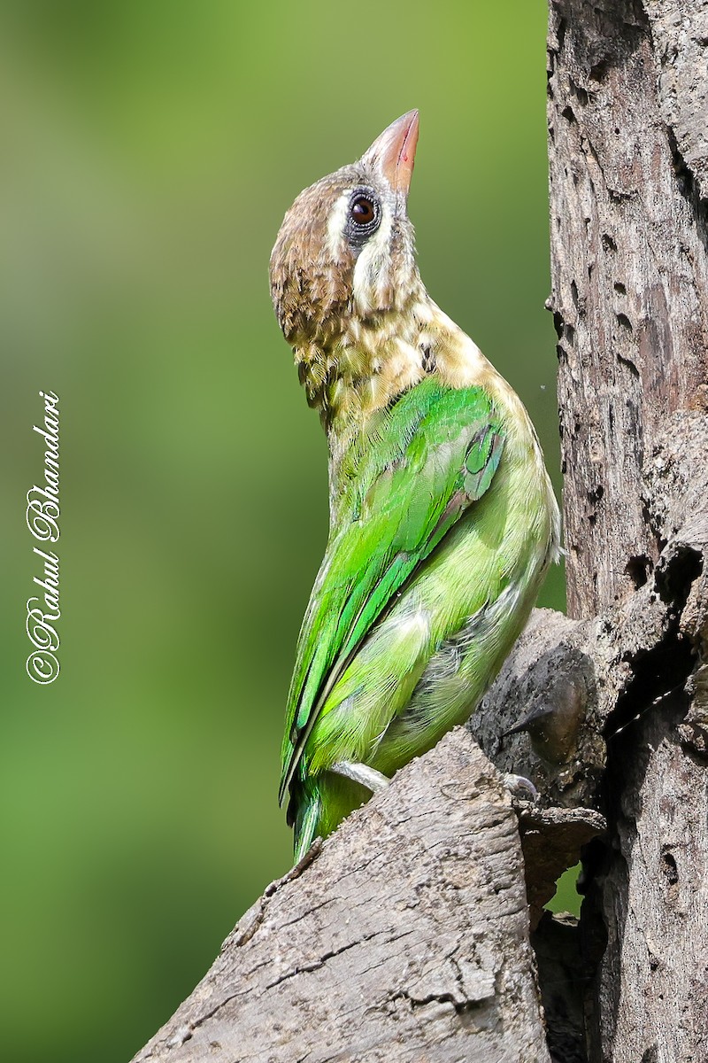 White-cheeked Barbet - ML642003010
