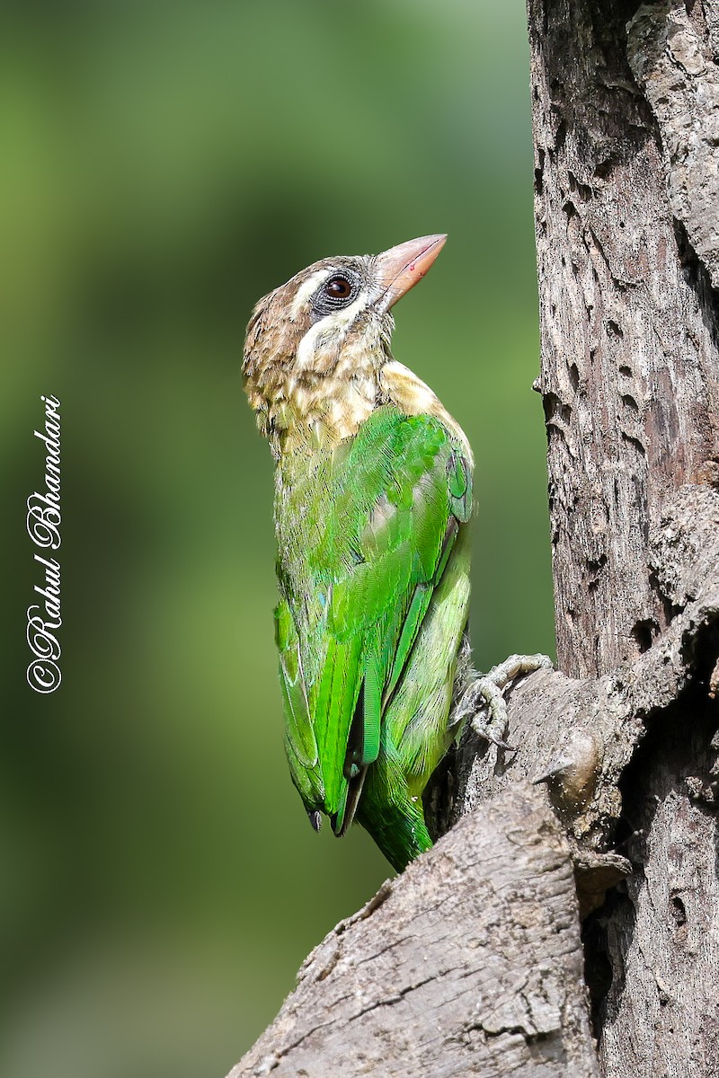 White-cheeked Barbet - ML642003011