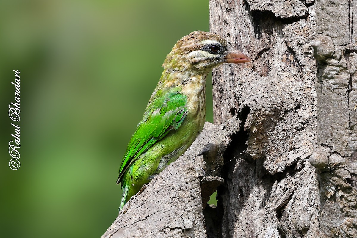 White-cheeked Barbet - ML642003012
