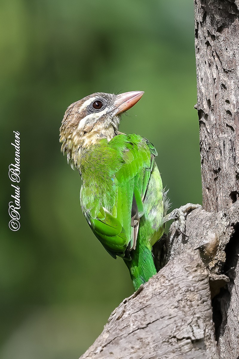 White-cheeked Barbet - ML642003013