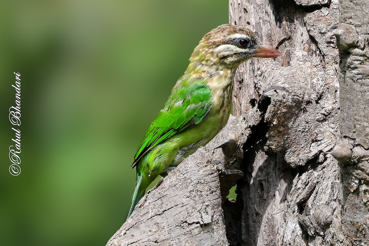 White-cheeked Barbet - ML642003014