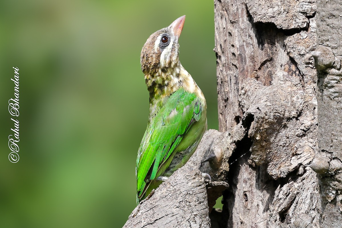 White-cheeked Barbet - ML642003016