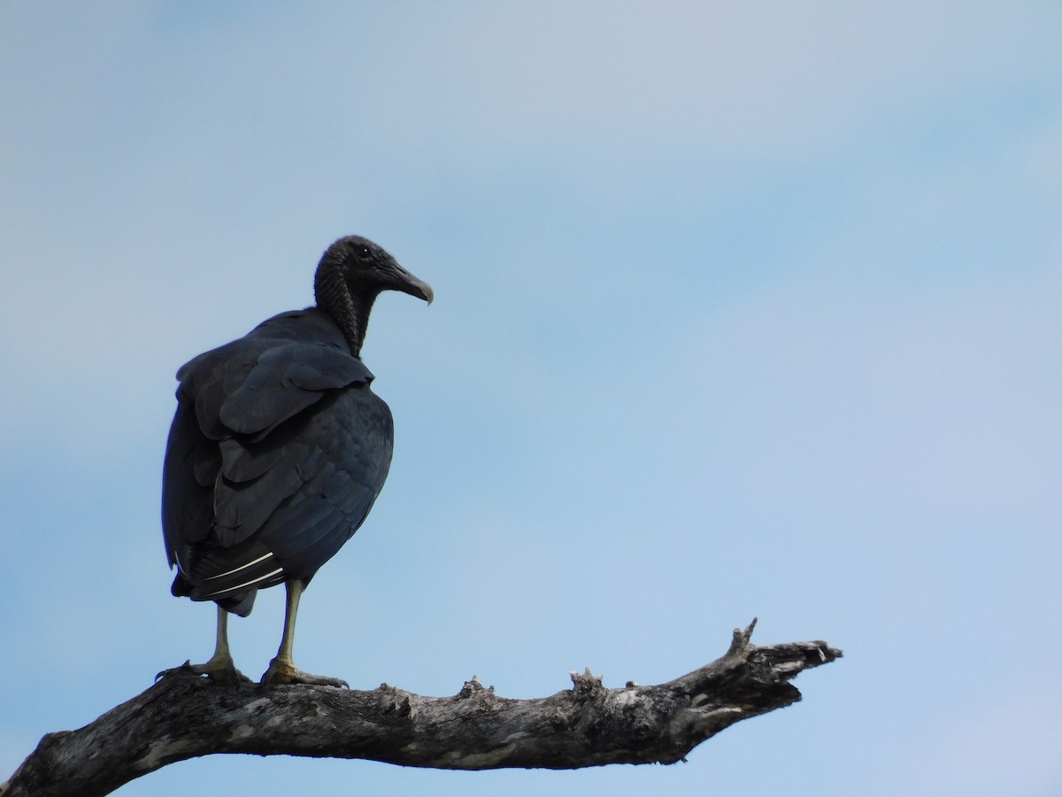 Black Vulture - ML642003022