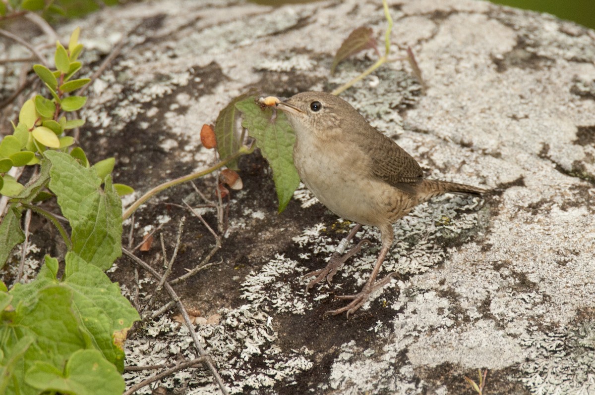 Southern House Wren - ML642003023