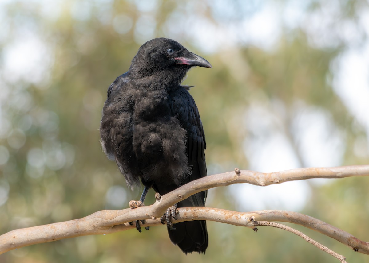 Little Raven - ML642003027