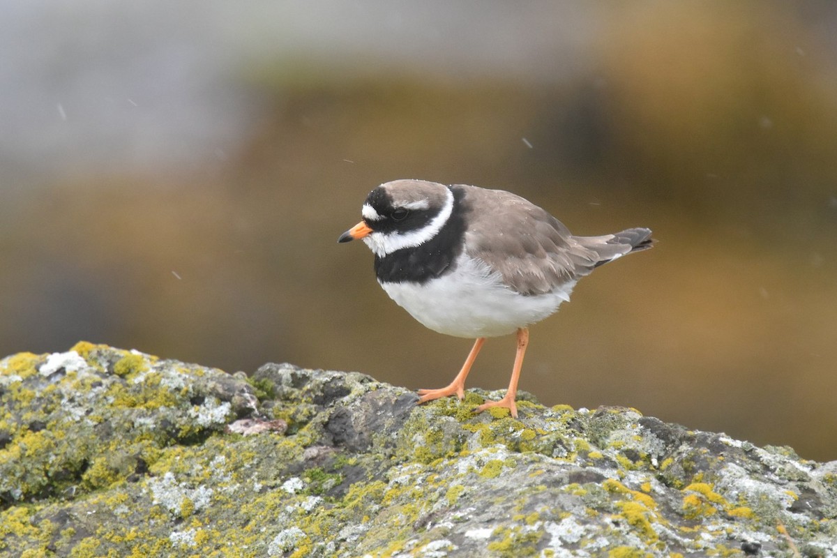 Common Ringed Plover - ML642003028