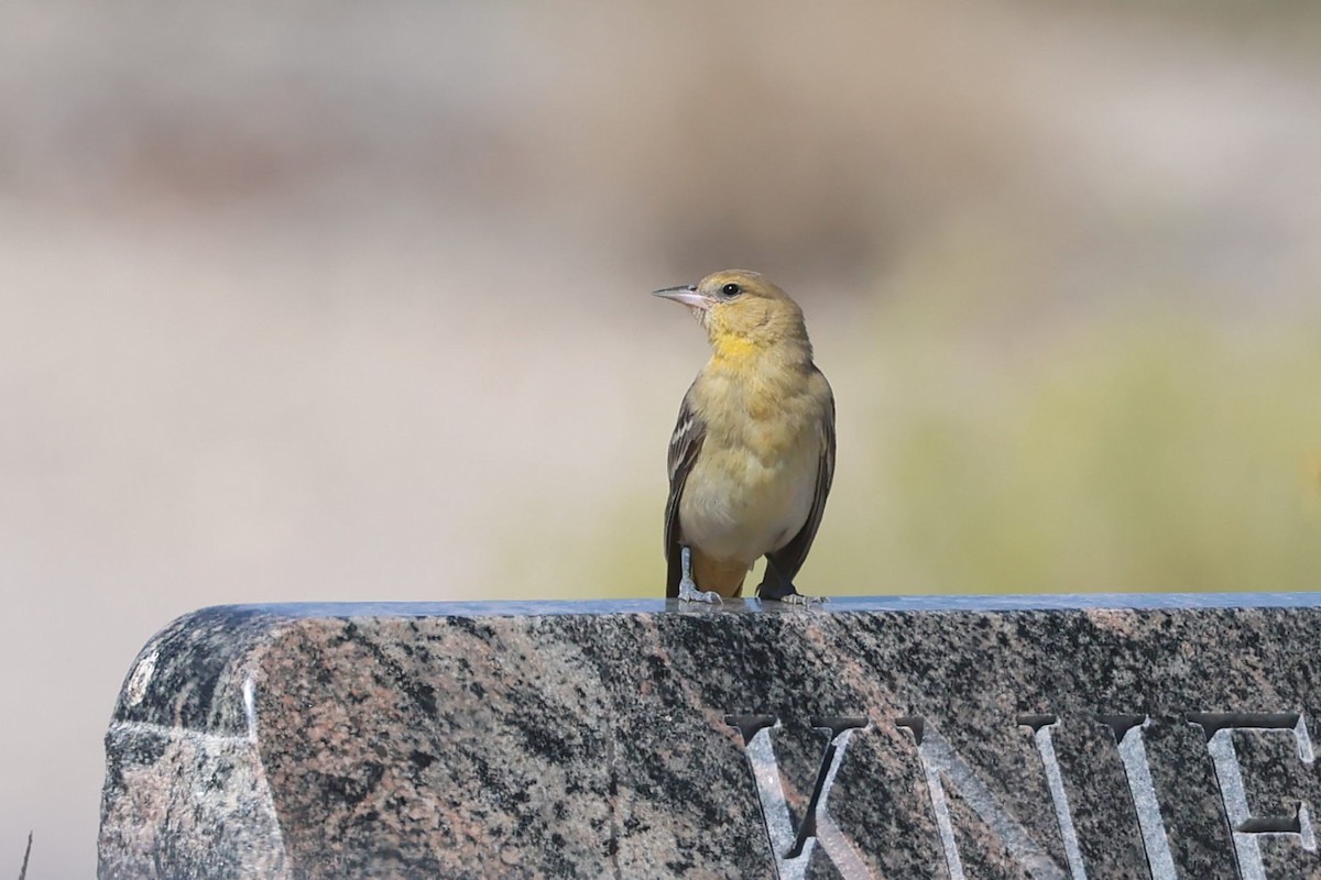 Bullock's Oriole - ML642003029