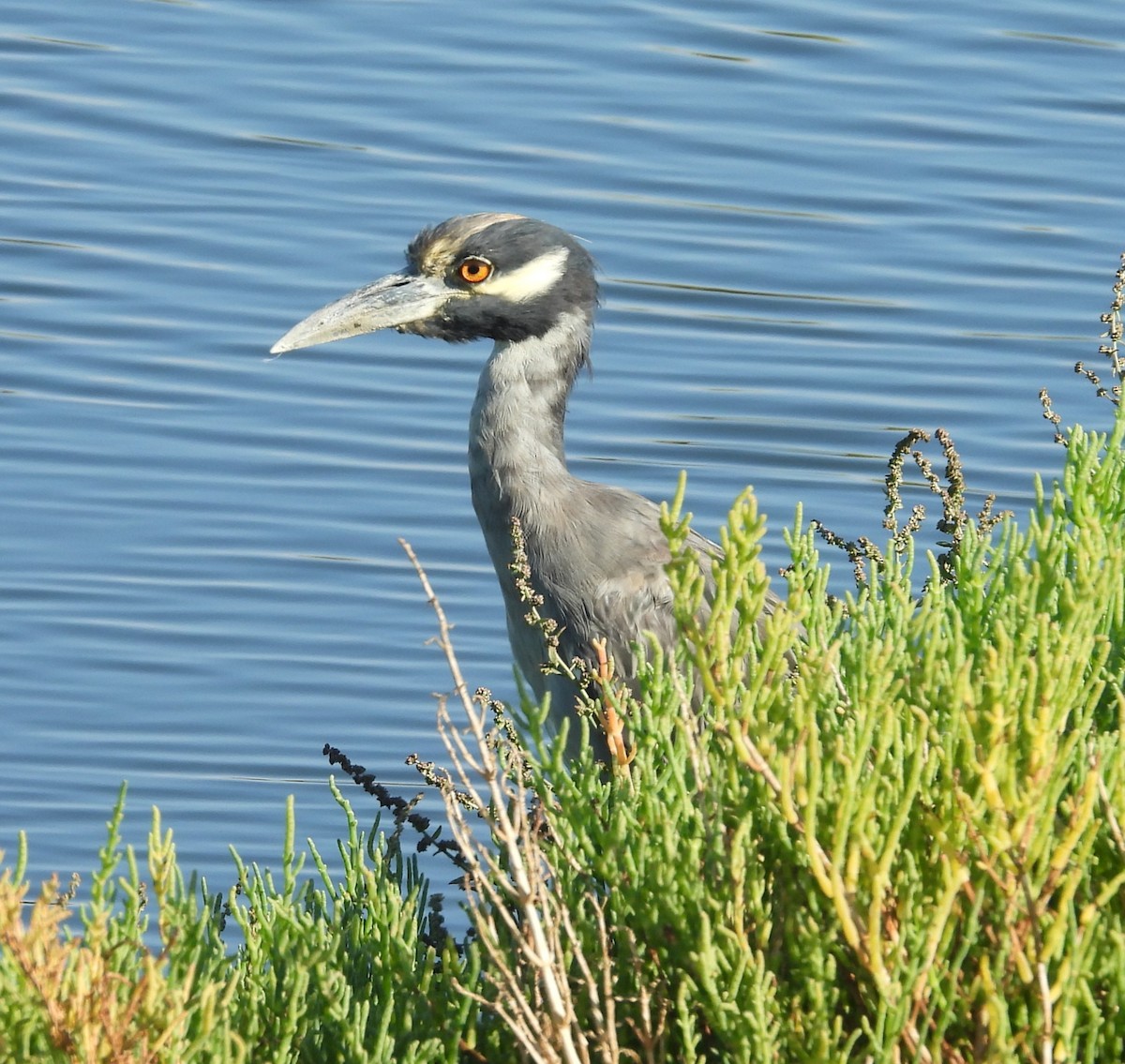 Yellow-crowned Night Heron - ML642003030