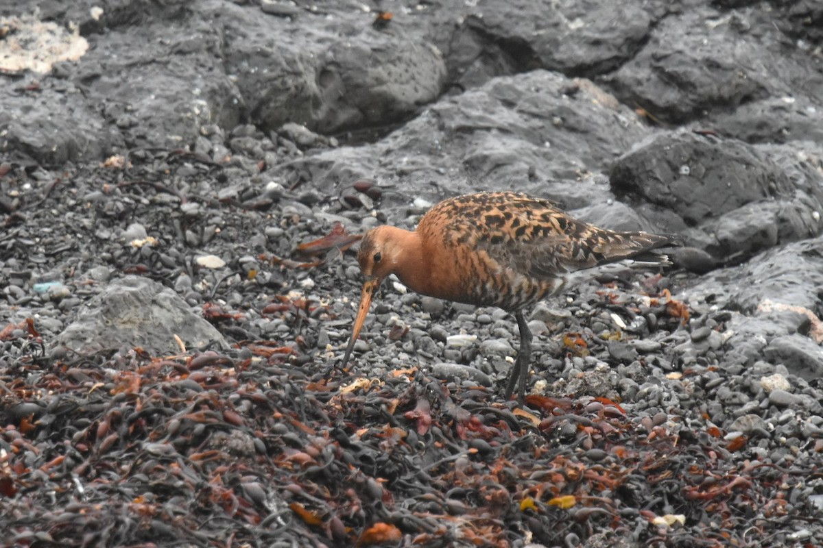 Black-tailed Godwit - ML642003031