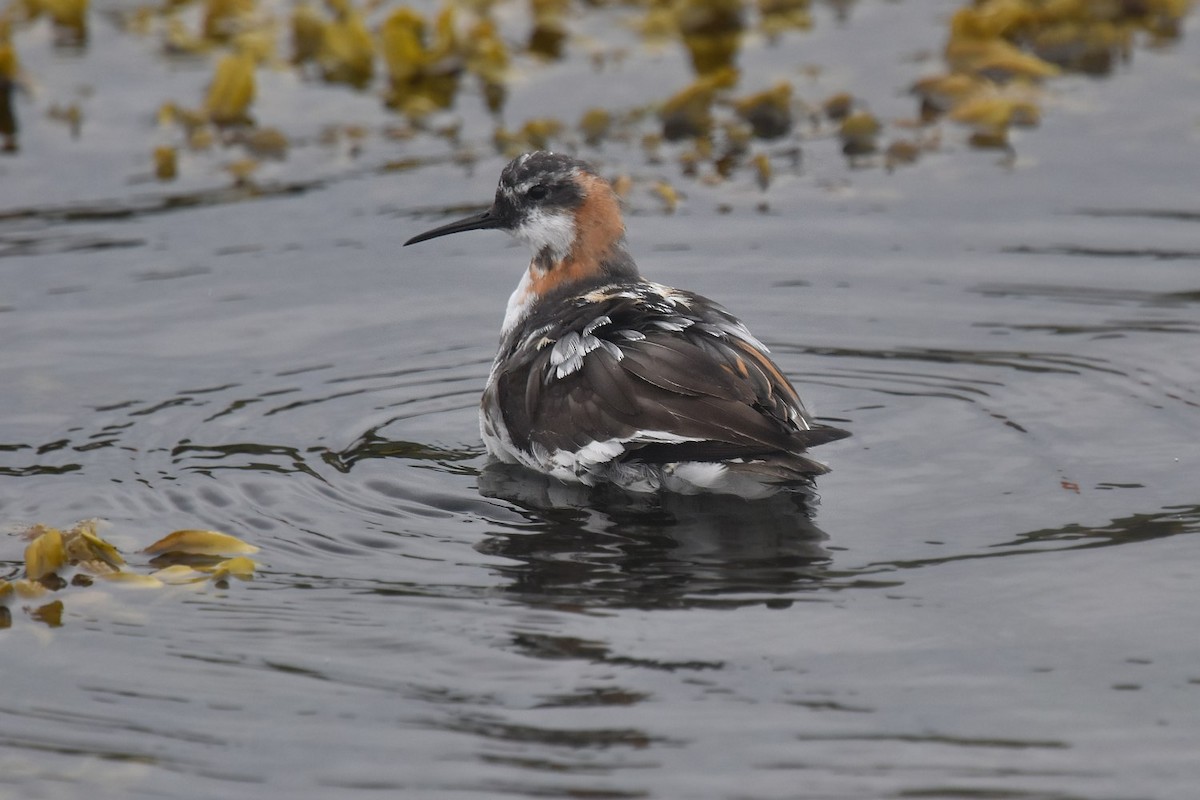 Red-necked Phalarope - ML642003035