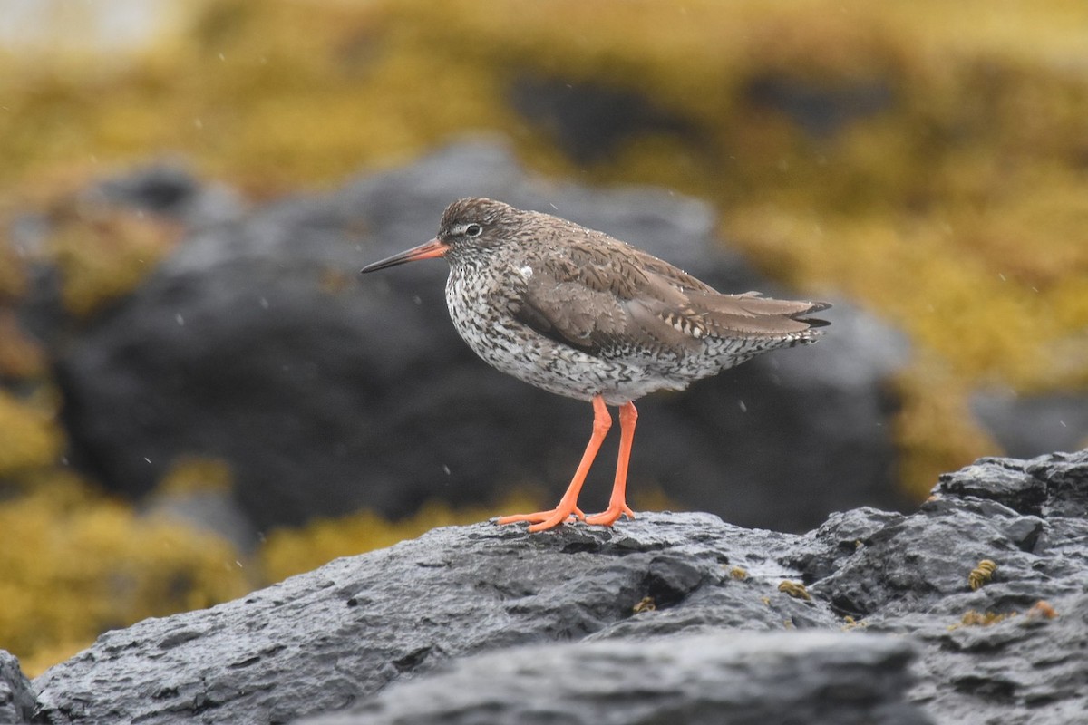 Common Redshank - ML642003036