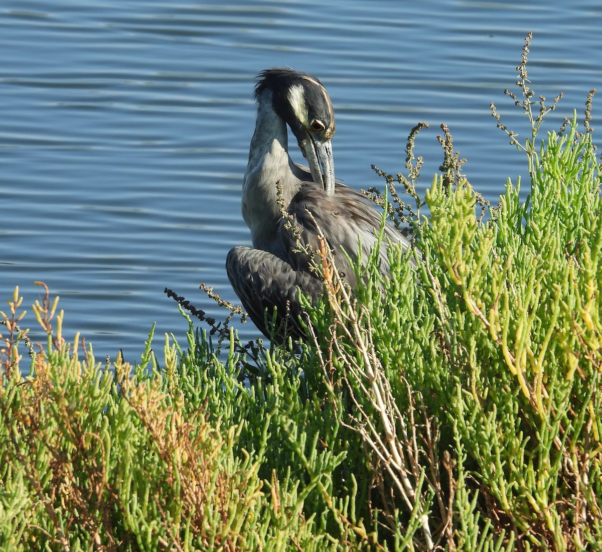 Yellow-crowned Night Heron - ML642003037