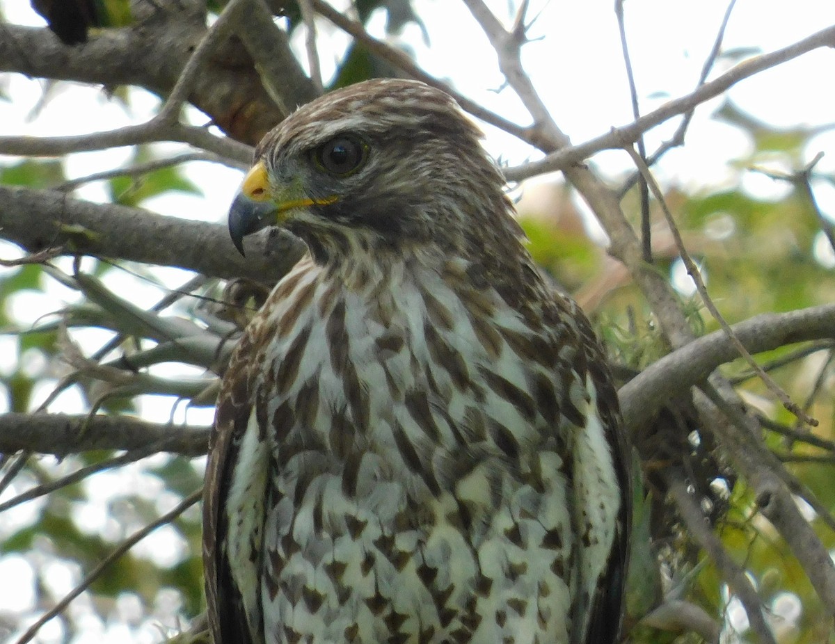 Cooper's Hawk - ML642003038