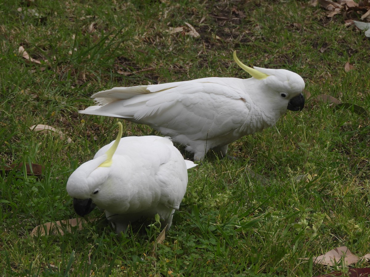 Sulphur-crested Cockatoo - ML642003040