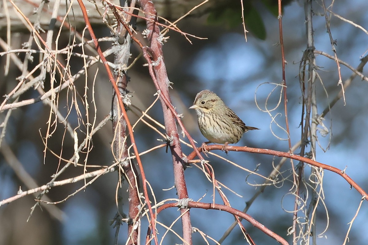 Lincoln's Sparrow - ML642003041