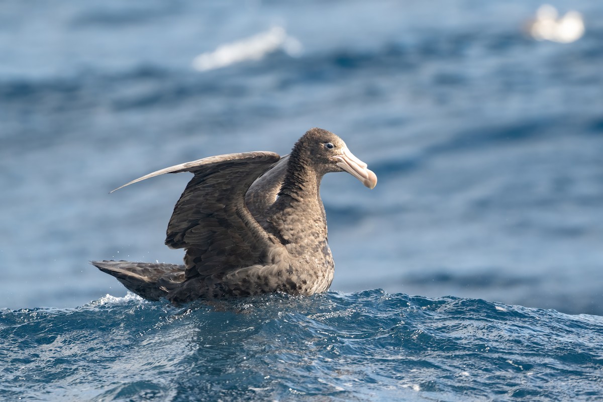 Northern Giant-Petrel - ML642003042