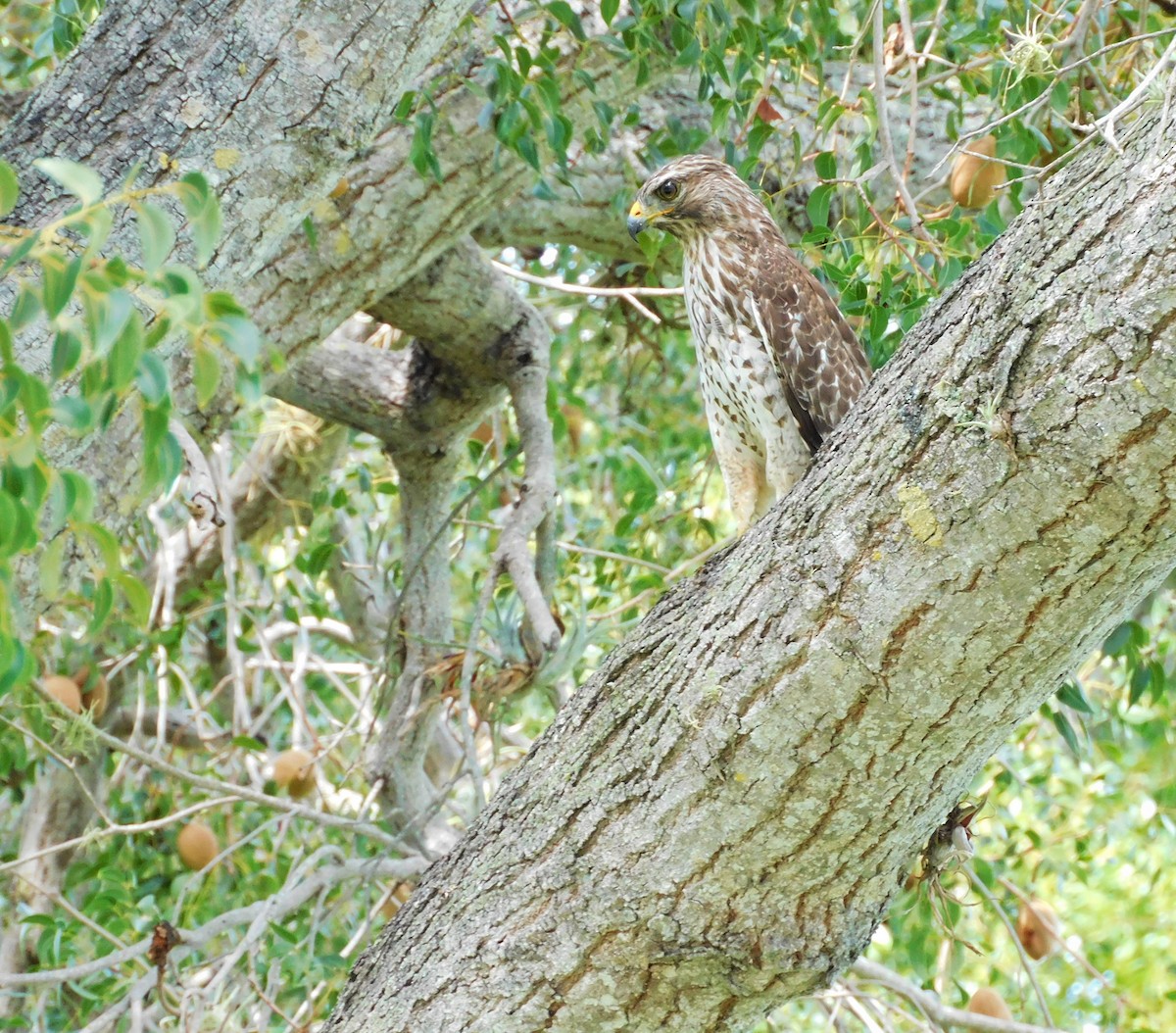 Red-shouldered Hawk - ML642003043