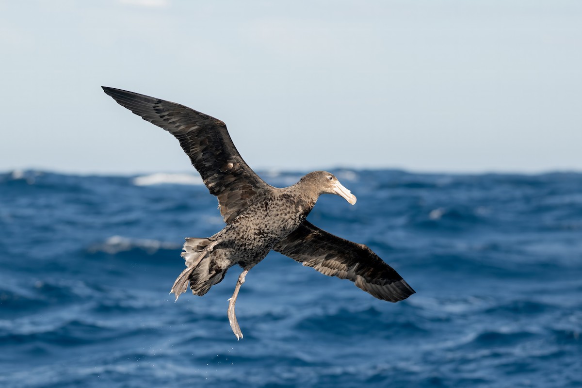 Northern Giant-Petrel - ML642003044