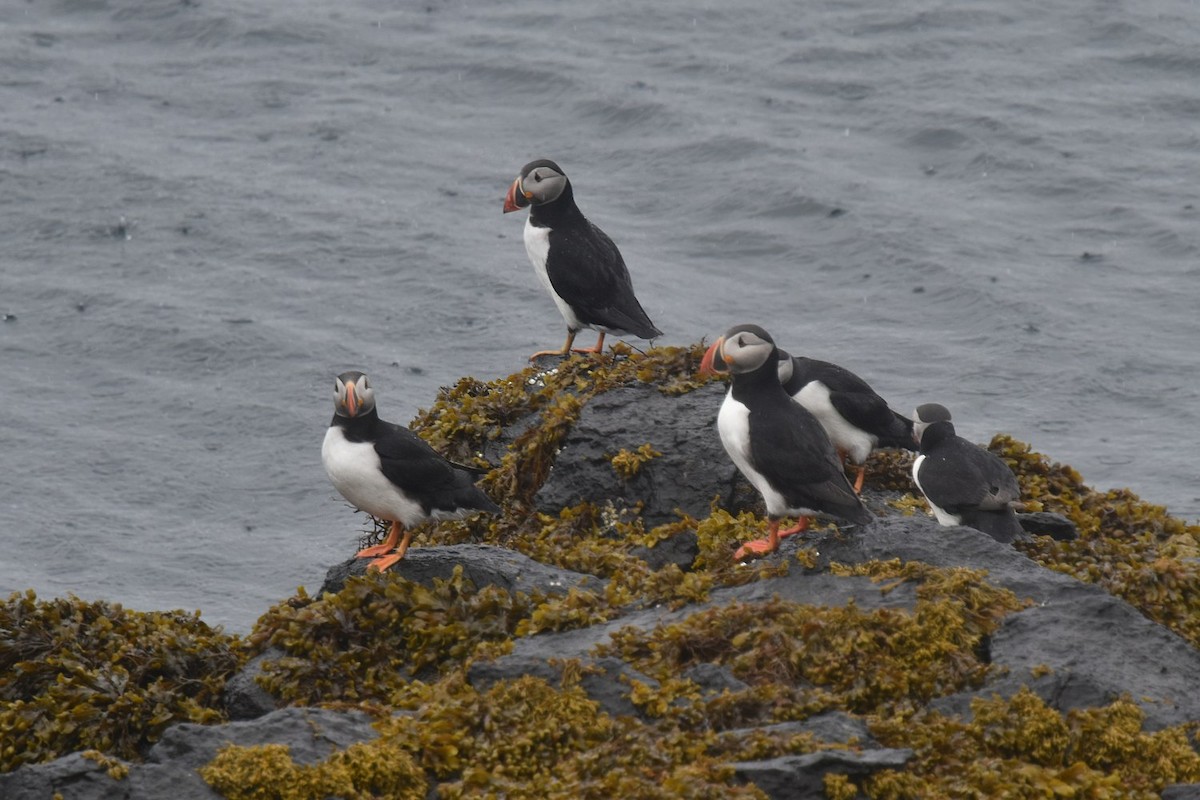 Atlantic Puffin - ML642003045
