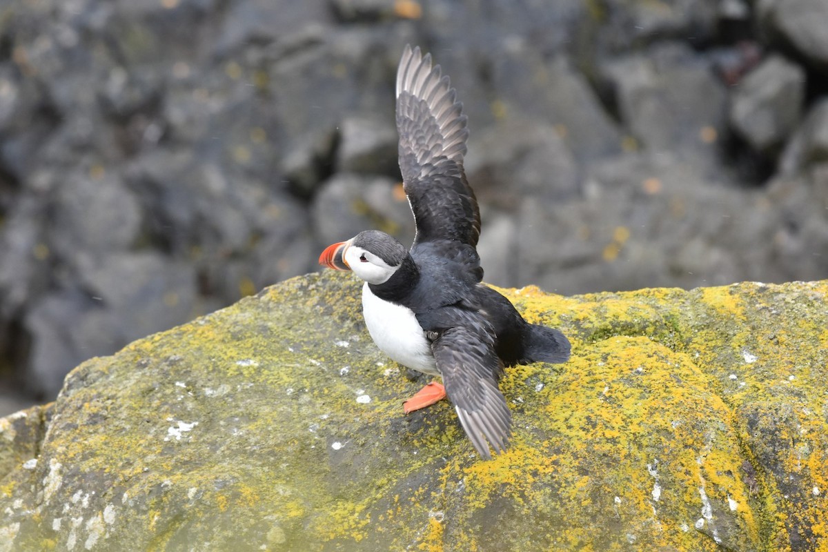 Atlantic Puffin - ML642003046