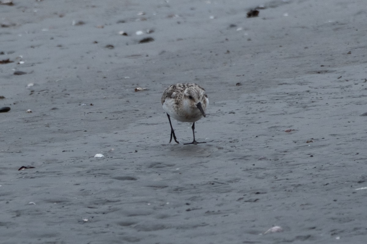 Sanderling - ML642003047
