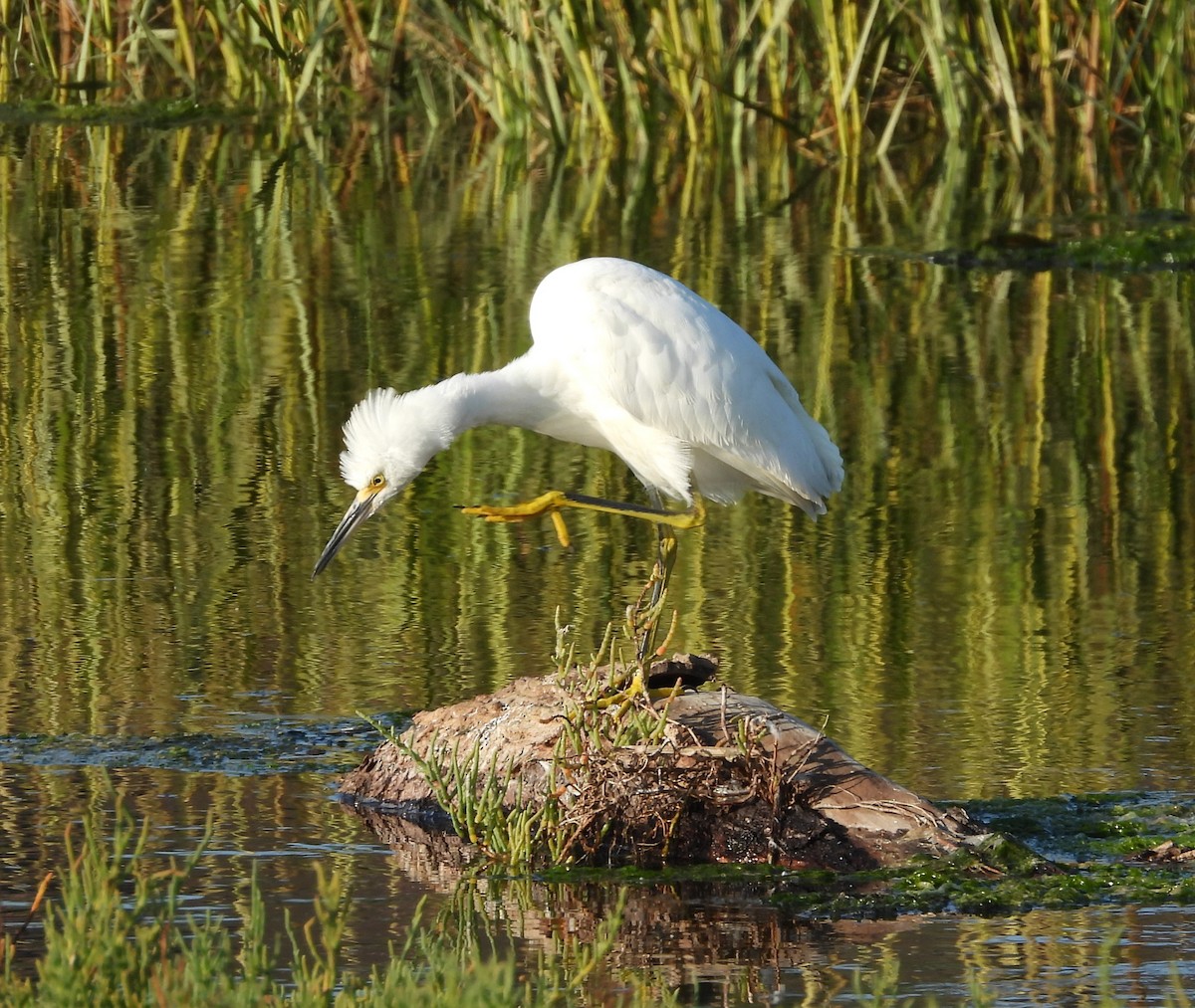 Snowy Egret - ML642003048