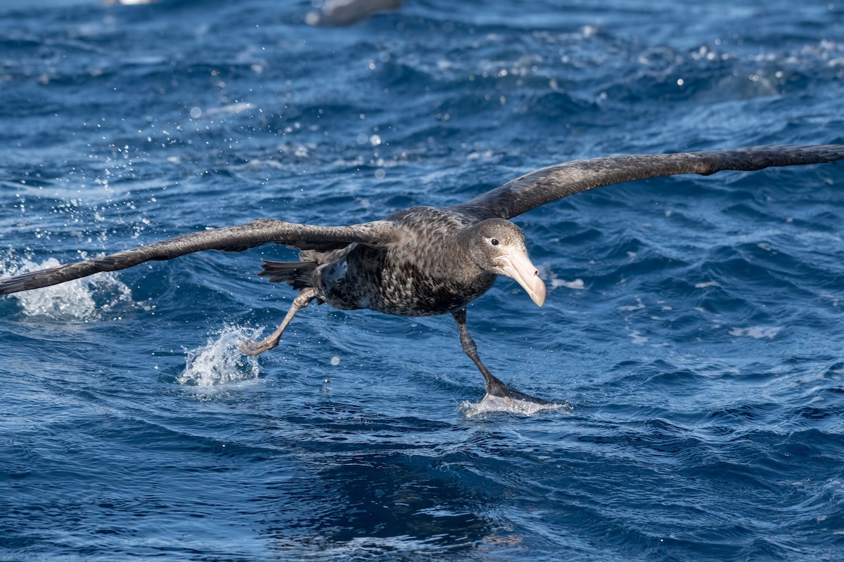 Northern Giant-Petrel - ML642003049