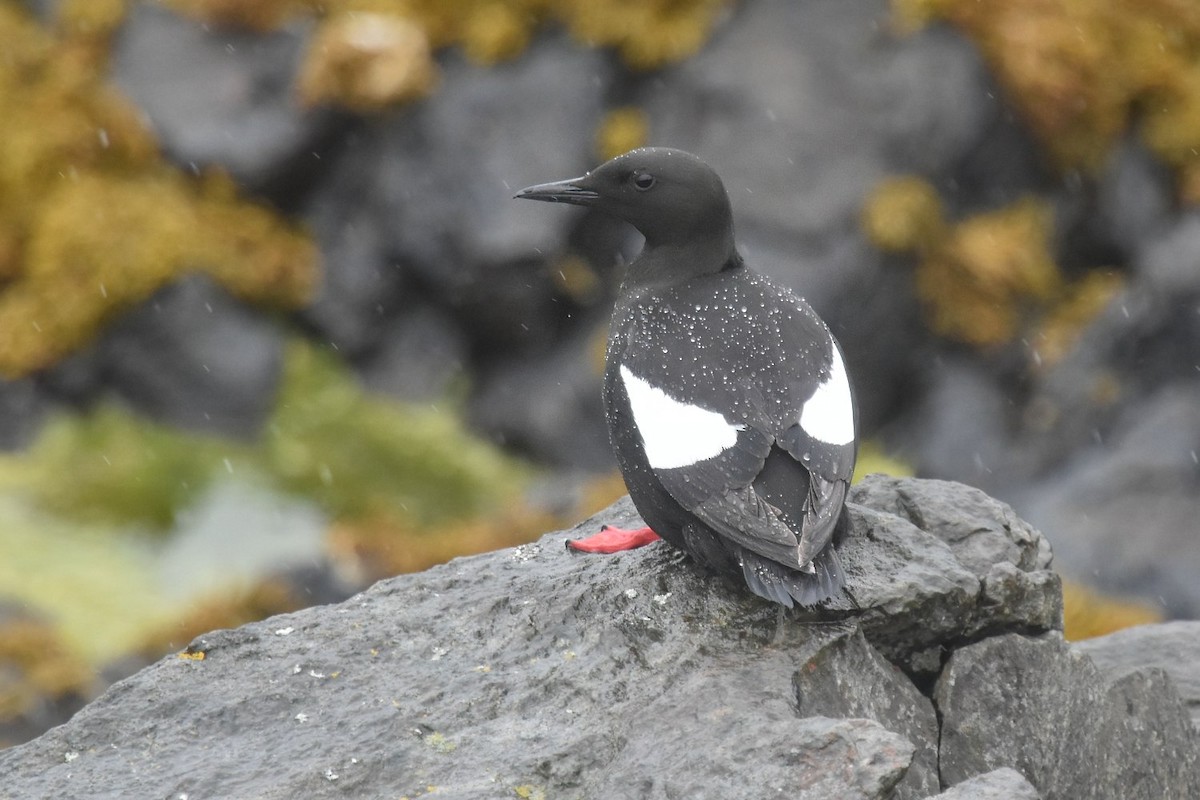 Black Guillemot - ML642003050