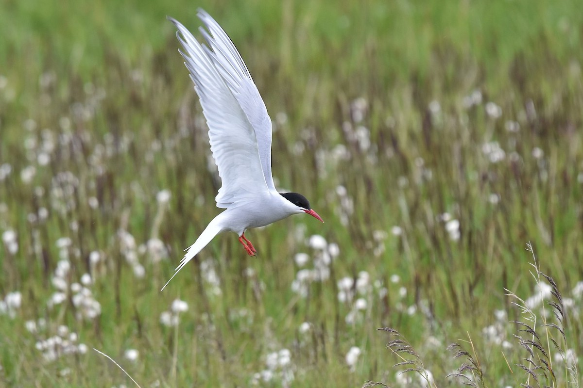 Arctic Tern - ML642003051